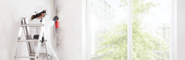 Best Water Damage & Mold Remediation  in Wallis, TX