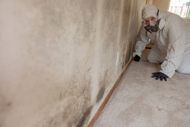 Wallis, TX Mold Removal Company